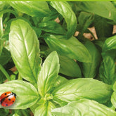 Ocimum basilicum genovese - Basilikum 'Italiano Classico' - Bio-Kräuter