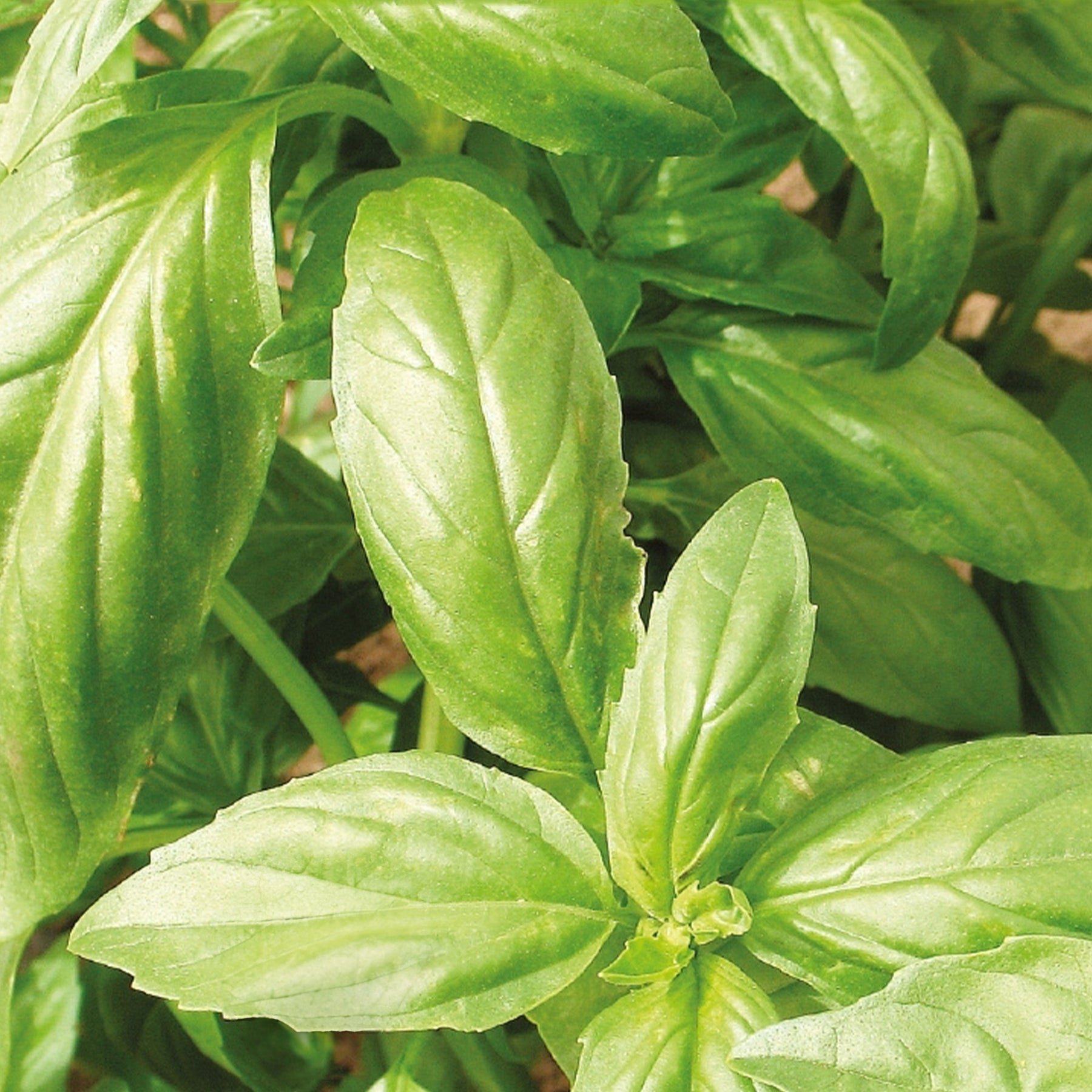 Kräutersamen - Sammlung von Bio-Aromaten - Collection de 4 aromatiques bio