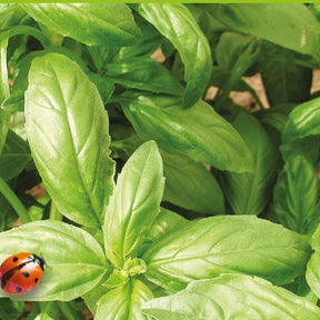 Ocimum basilicum genovese - Basilikum 'Italiano Classico' - Bio-Kräuter