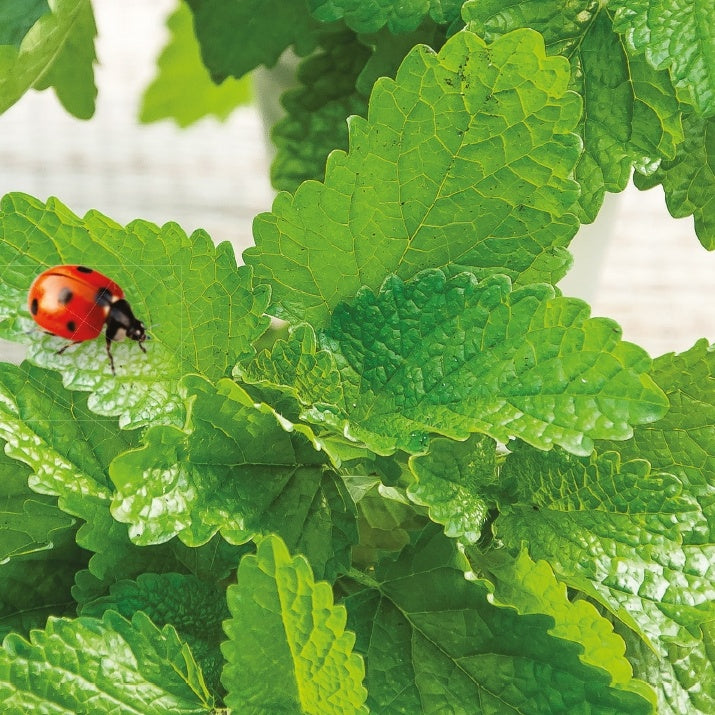 Melissa officinalis citrina - Zitronenmelisse Melissa officinalis - Kräutersamen
