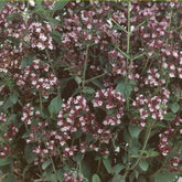 Majoran Origanum vulgare - Origanum vulgaris - Willemse