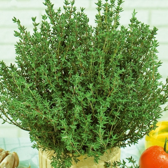 Thymus vulgaris - Thymian Thymus vulgaris - Thymian