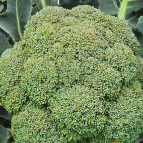 Verkauf Brokkoli ‘Calabrese Natalino’ - Brassica oleracea Calabrese Natalino
