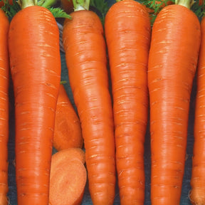 Möhre 'Berlikumer 2' - Daucus carota berlikumer 2 - Saatgut