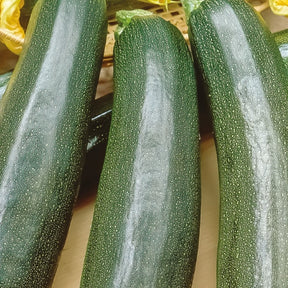 Zucchini 'Black Beauty' - Cucurbita pepo black beauty - Saatgut