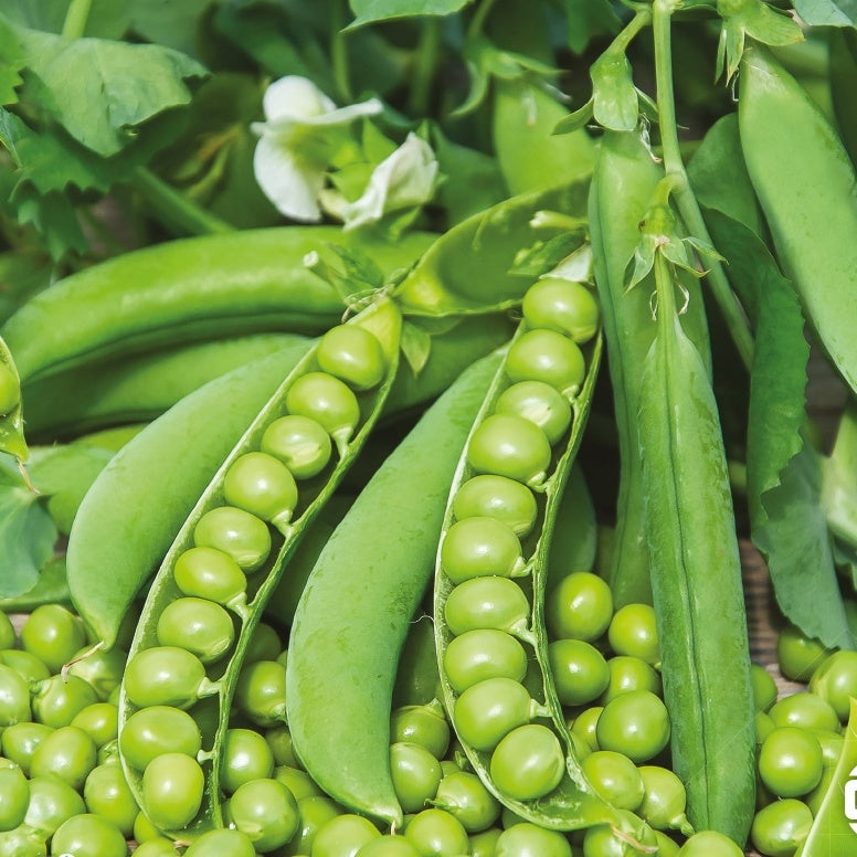 Erbse 'Karina' - Pisum sativum karina - Saatgut