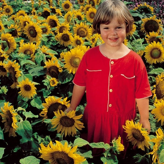 Sonnenblume 'Sunspot' - Helianthus annuus sunspot - Saatgut
