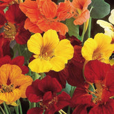 Große Kapuzinerkresse - Tropaeolum majus - Saatgut