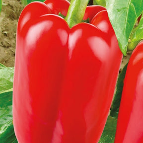 Paprikapaket Capsicum 'Patente Paprika' - Biologisch 10 m² - Gemüsesamen - Capsicum annuum jubilandska - Gemüsesaat
