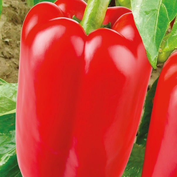 Paprikapaket Capsicum 'Patente Paprika' - Biologisch 10 m² - Gemüsesamen - Capsicum annuum jubilandska - Gemüsesaat