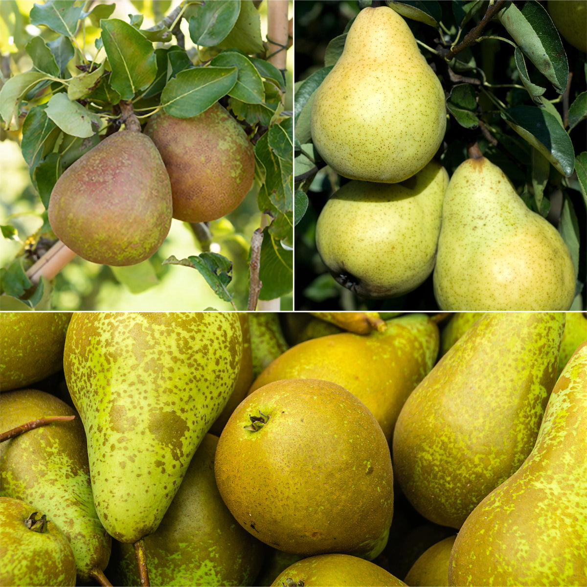 Birnenbaum Mischung: Conference, Williams, Doyenne du Comice - Willemse