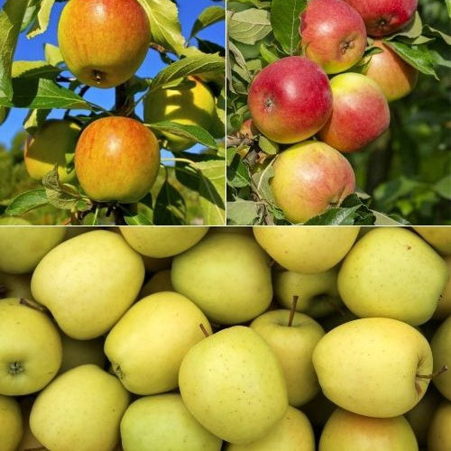 Apfelbaum Mischung: Reine de Reinettes, Gala, Golden Delicious - Willemse