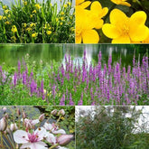 Heimische Teich- & Uferpflanzen Mischung (x5) - Willemse