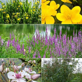 Heimische Teich- & Uferpflanzen Mischung (x5) - Willemse