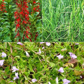 Teichpflanzen-Mix inkl. korb und treibendem Ring (x3) - Lobelia cardinalis, Juncus spiralis, Mazus reptans - Teichpflanzen