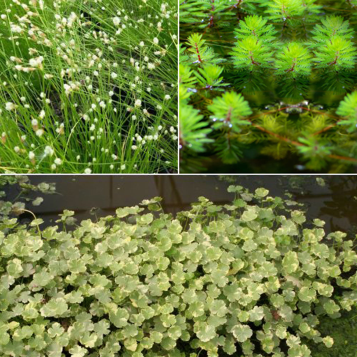 Sauerstoffspendende Pflanzen in einer Mischung (x3)