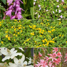 Gemischte blühende Teichpflanzen (x5) - Anemopsis, Bletilla, Iris, Lysimachia, Mazus, Schizostylis - Teichpflanzen