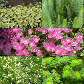 Sauerstoffspendende Teichpflanzen in einer Mischung (x5)