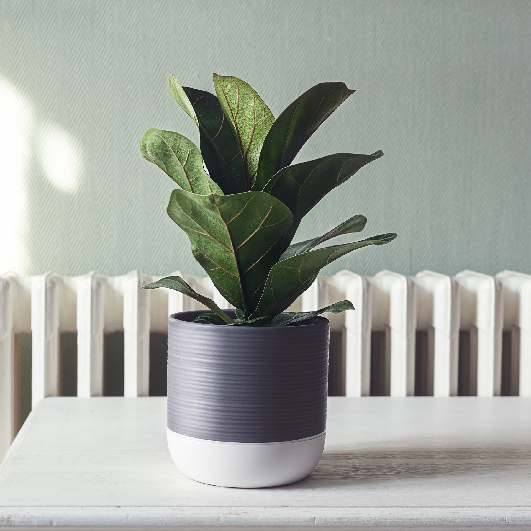 Vioolbladplant