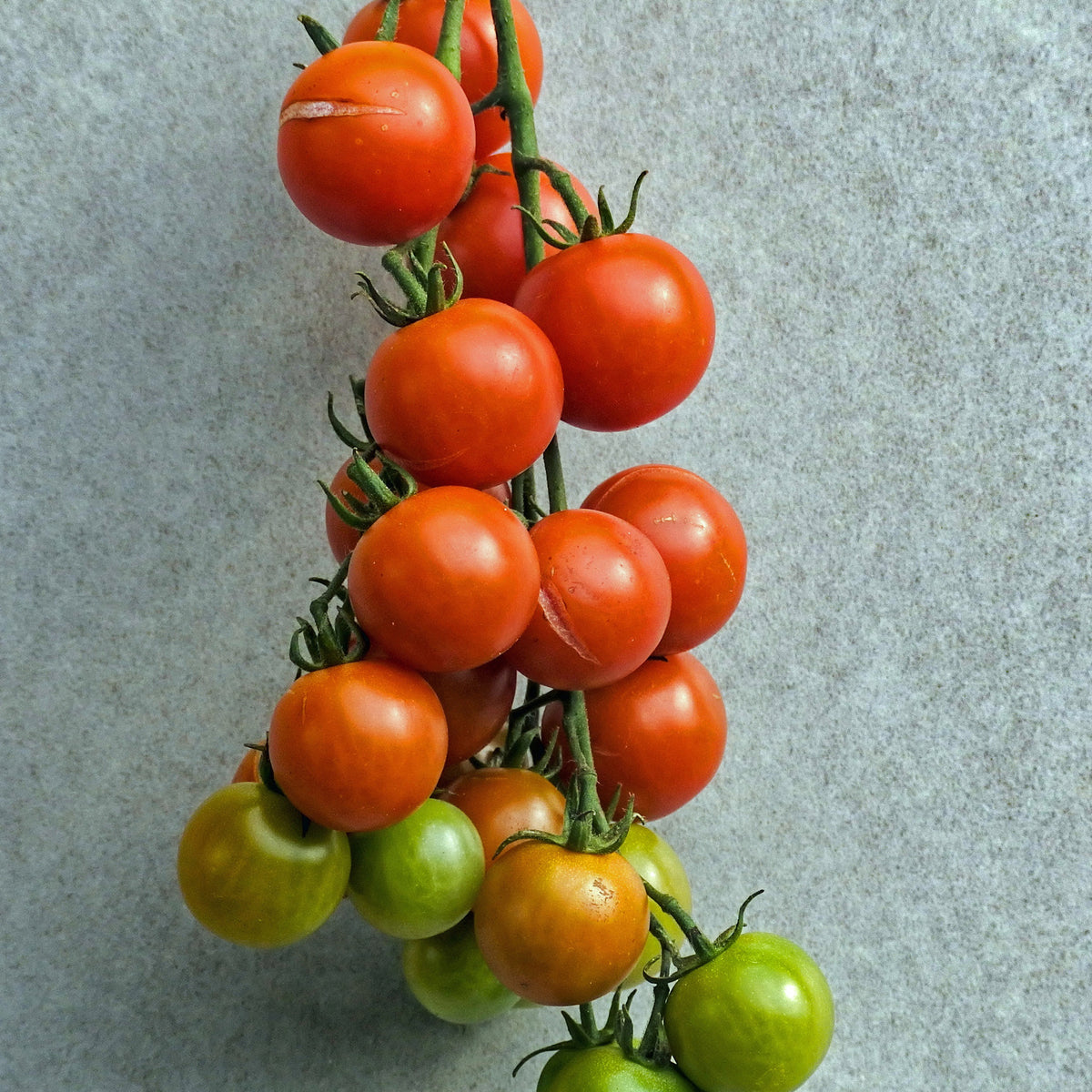 BIO-Kirschtomate - Willemse