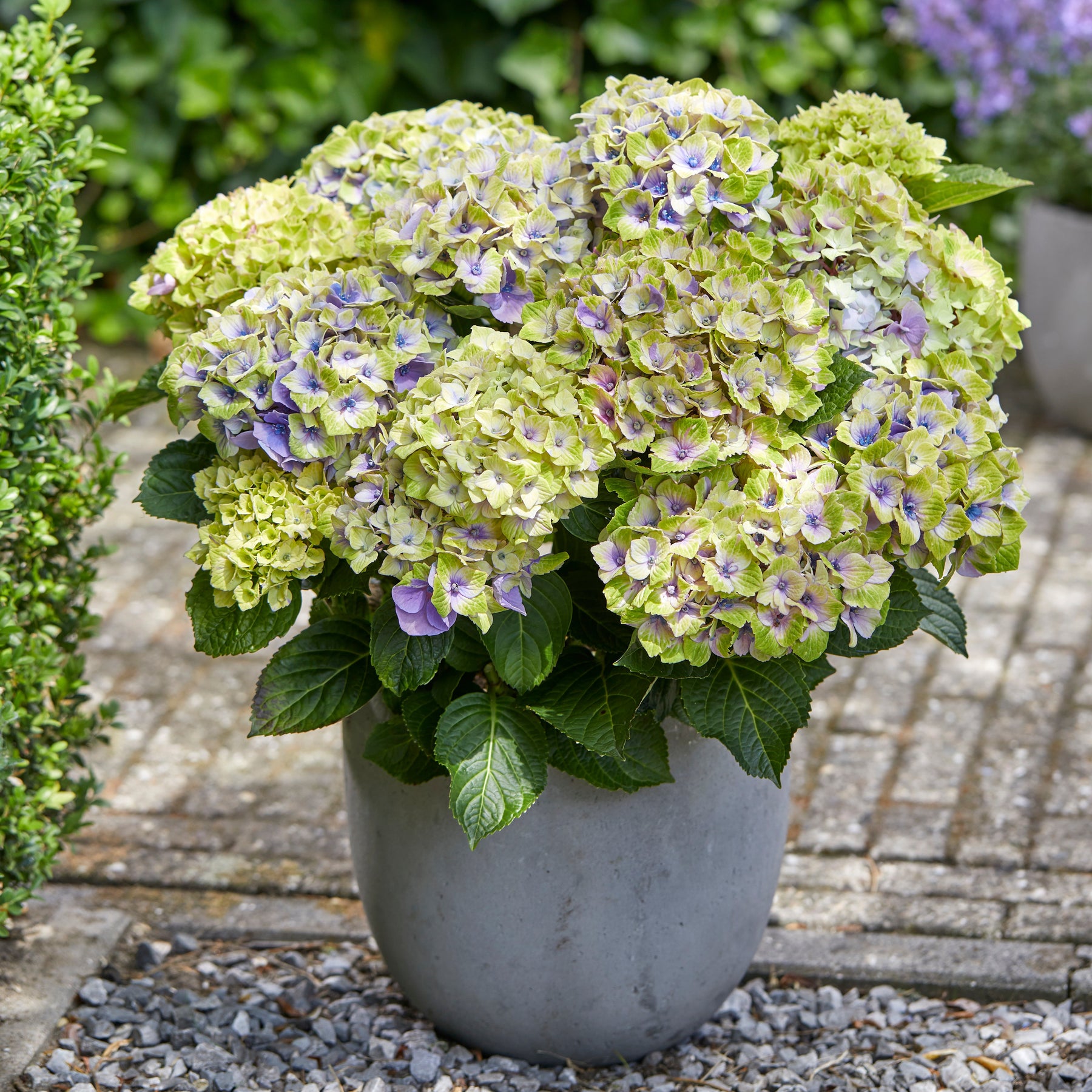 Bauernhortensie 'Jewel' - Willemse