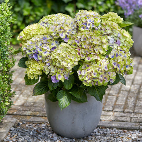 Bauernhortensie 'Jewel' - Willemse