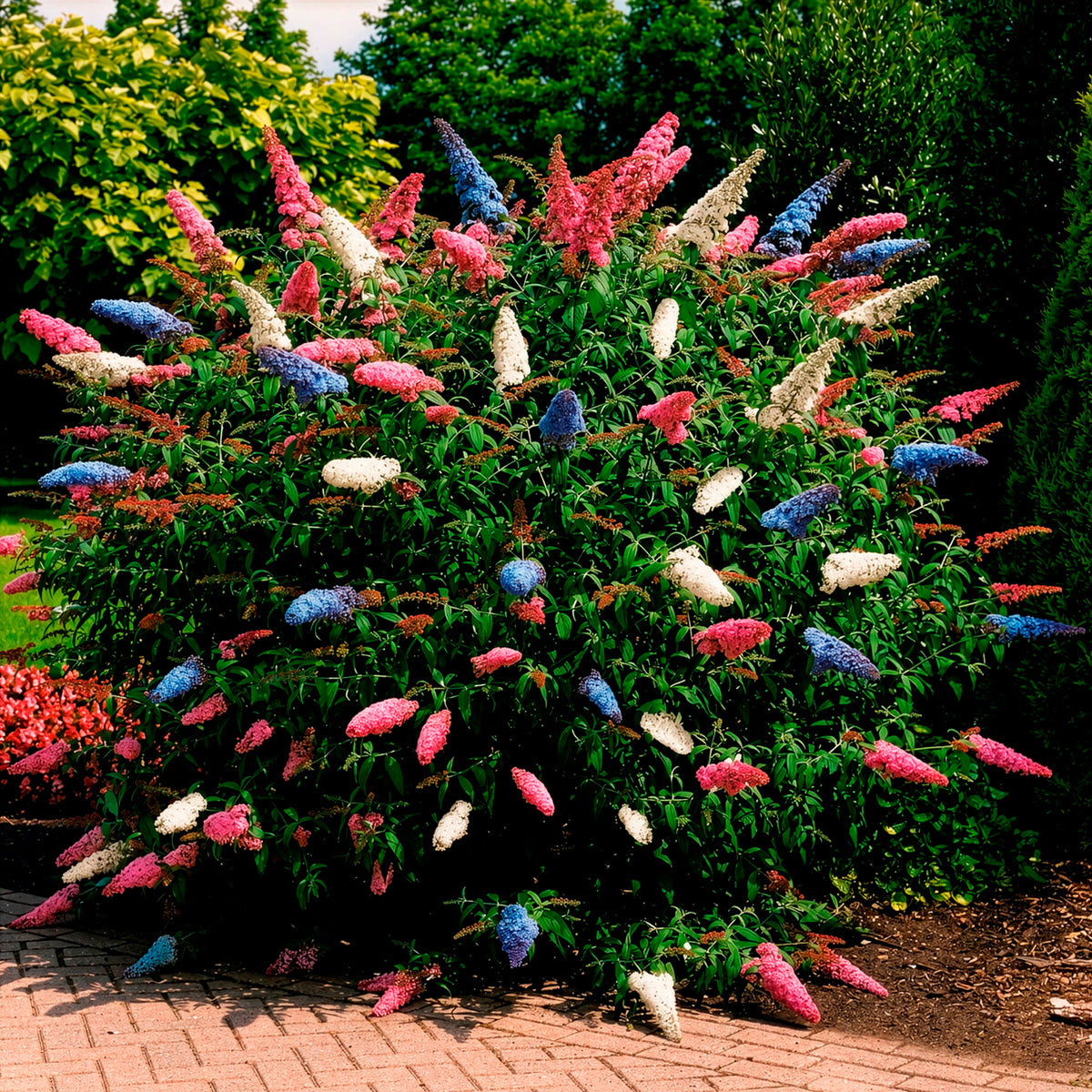Buddleja davidii empire blue, pinkdelight, white - Schmetterlingsflieder 'Tricolor' - Schmetterlingsstrauch - Buddleja