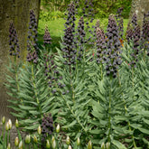 Fritillaria-Zwiebeln - Persische Schachblume - Fritillaria persica