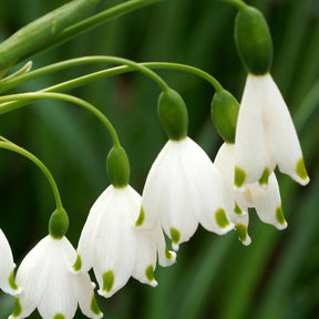 Leucojum aestivum - Sommer-knotenblume (x8) - Frühlingszwiebeln