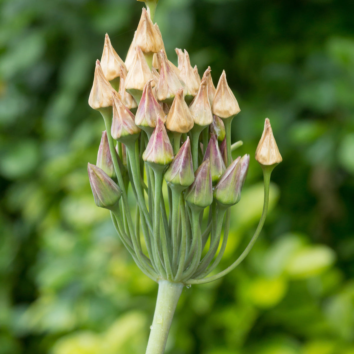 Allium bulgaricum - Bulgarischer Lauch (x15) - Allium-Zwiebeln