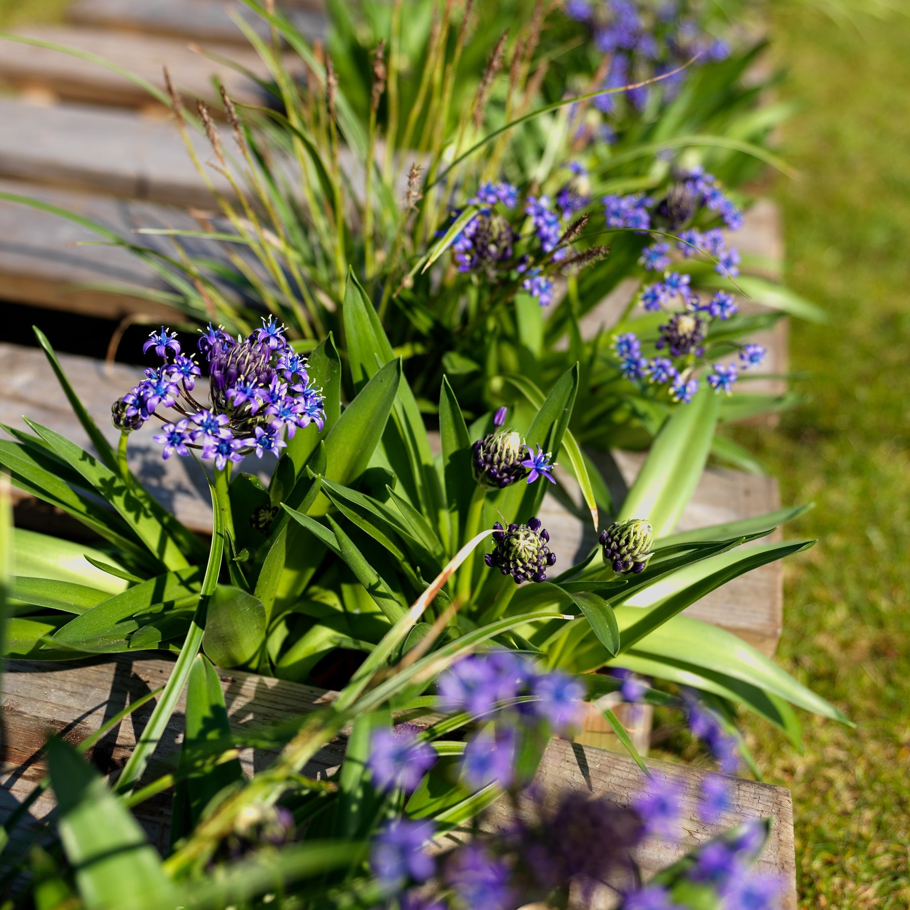 Peruanischer Blaustern Mischung 'Peruviana Mix' (x2) - Scilla peruviana