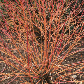 Cornus sanguinea winter flame ® ‘anny’ - Blutroter Hartriegel Winter Flame ® Anny - Sträucher