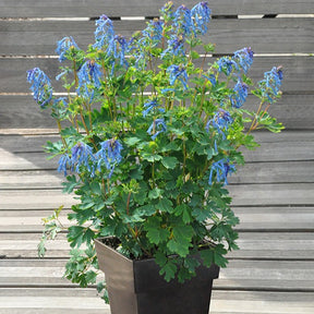 Lerchensporn Blue Line ® Couriblue - Willemse