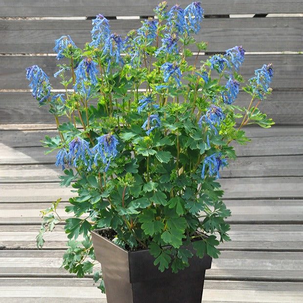 Lerchensporn Blue Line ® Couriblue - Willemse