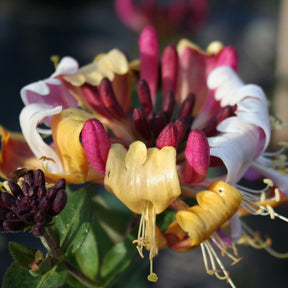 Sträucher - Wald-Geißblatt Chic & Choc ® - Lonicera periclymenum chic & choc ® 'inov205'