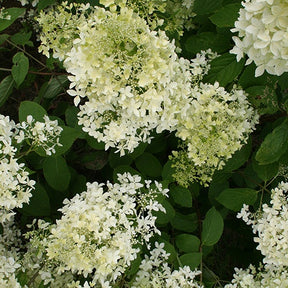 Rispenhortensie - Rispenhortensie Dentelle de Gorron ® - Hydrangea paniculata dentelle de gorron ® 'rencri'