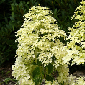 Rispenhortensie Dentelle de Gorron ® - Hydrangea paniculata dentelle de gorron ® 'rencri'