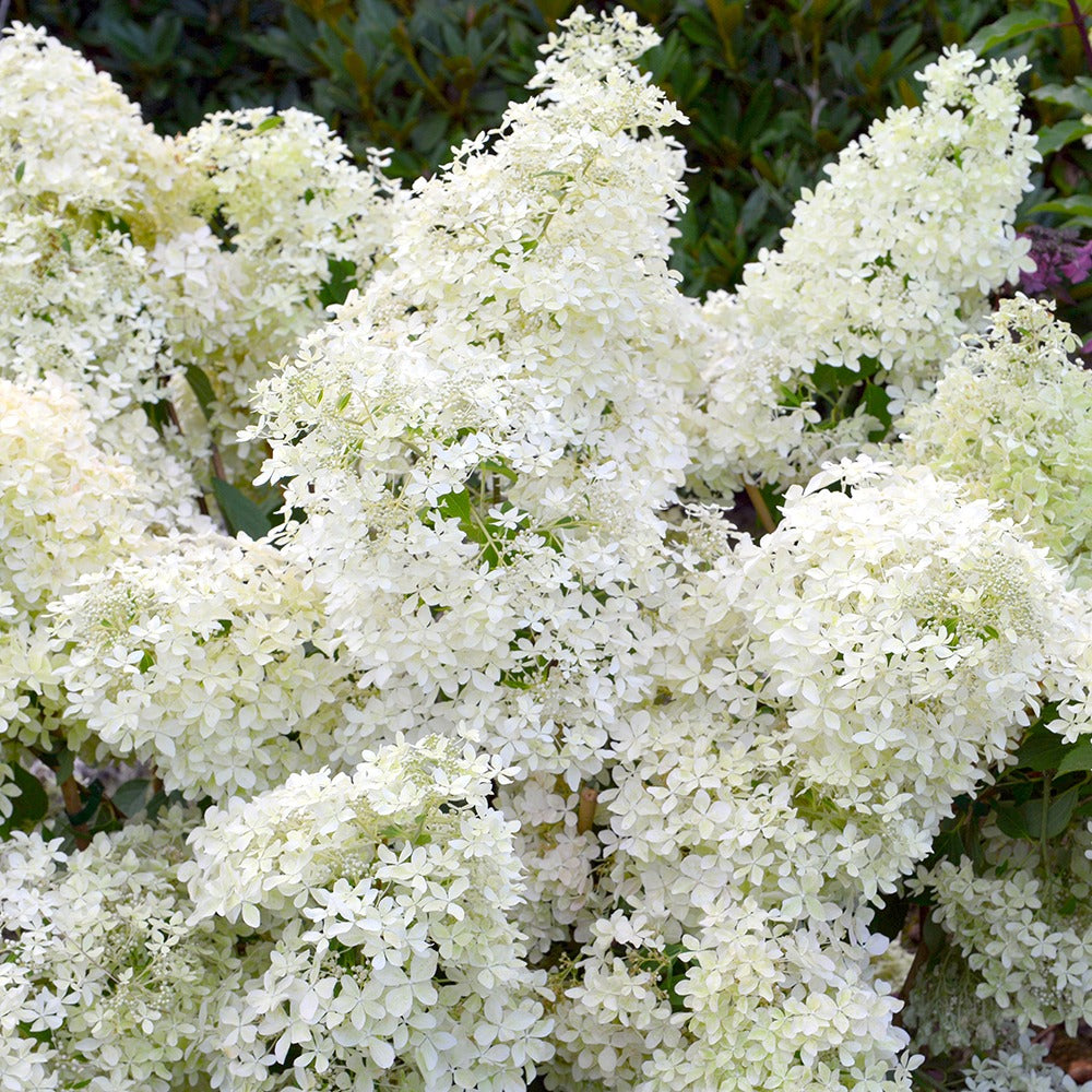 Rispenhortensie Dentelle de Gorron ® - Hydrangea paniculata dentelle de gorron ® 'rencri' - Gartenpflanzen