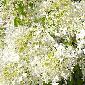 Rispenhortensie Dentelle de Gorron ® - Hydrangea paniculata dentelle de gorron ® 'rencri' - Willemse