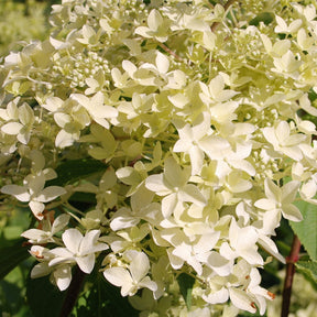 Hydrangea paniculata dentelle de gorron ® 'rencri' - Rispenhortensie Dentelle de Gorron ® - Rispenhortensie
