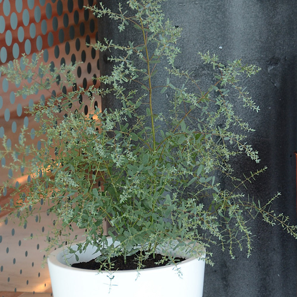 Eukalyptus France Bleu ® Rengun - Eucalyptus gunnii France Bleu ® rengun - Willemse