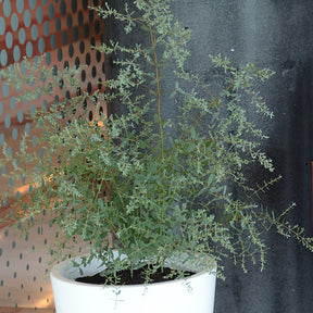 Eukalyptus France Bleu ® Rengun - Eucalyptus gunnii France Bleu ® rengun - Willemse