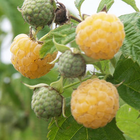 Himbeeren Fallgold - Rubus idaeus Fallgold - Willemse