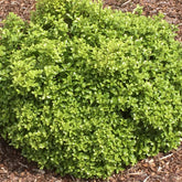 Klebsame ‘Golf Ball’ - Pittosporum tenuifolium ‘golf ball’ - Willemse