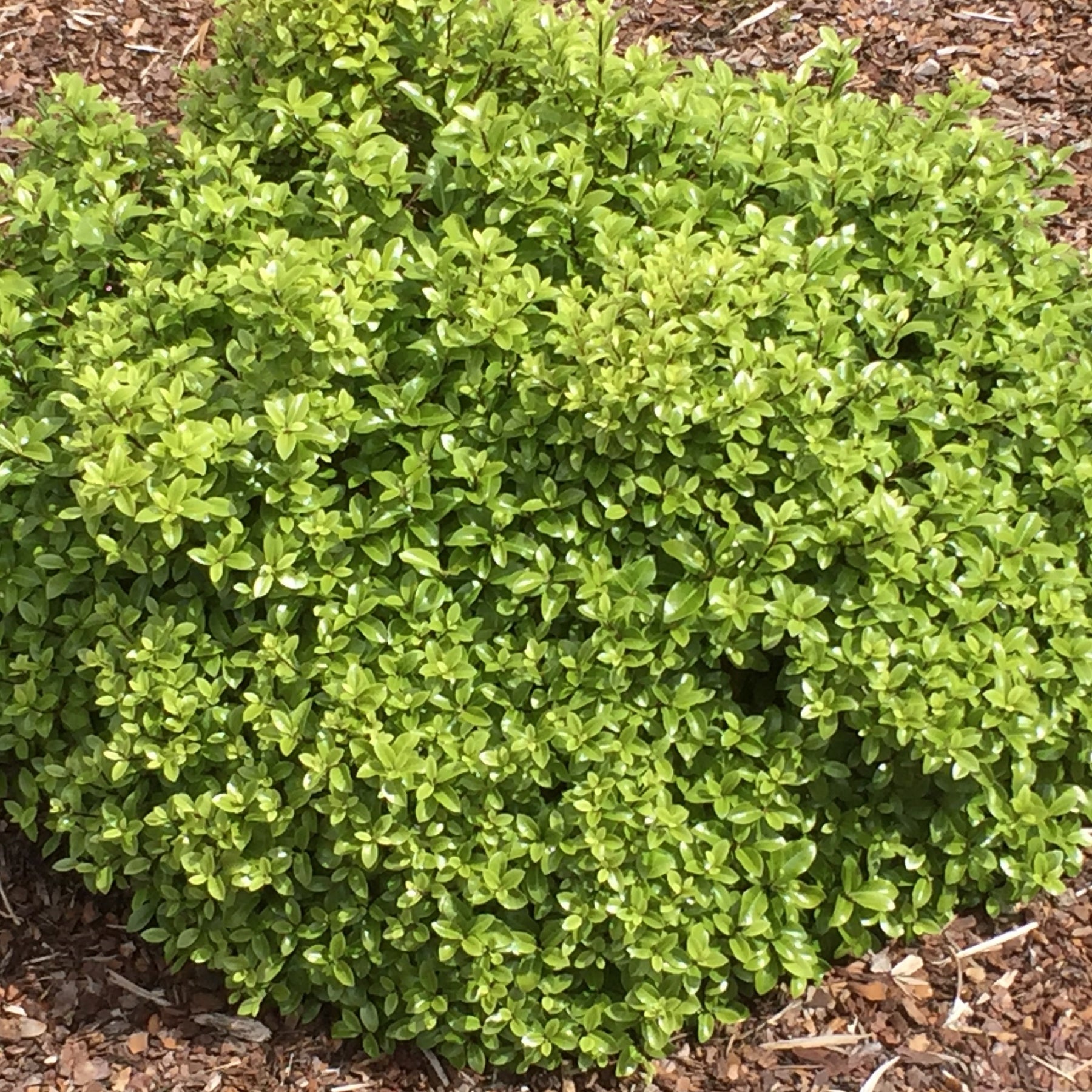 Klebsame ‘Golf Ball’ - Pittosporum tenuifolium ‘golf ball’ - Willemse