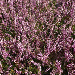 Heidekraut - Sommerheide Marlies - Calluna vulgaris marlies