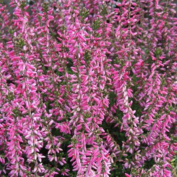 Calluna vulgaris marlies - Sommerheide Marlies - Heidekraut