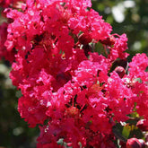 Kreppmyrte ‘Petite Red’ - Willemse