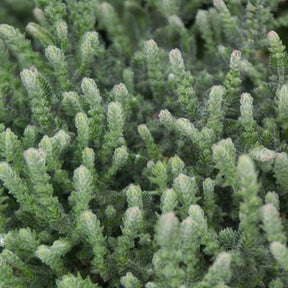 Calluna vulgaris Silver Knight - Sommerheide 'Silver Knight' - Glockenblumen