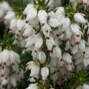 Schneeheide Springwood White - Willemse